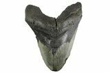 Fossil Megalodon Tooth - South Carolina #352198-1